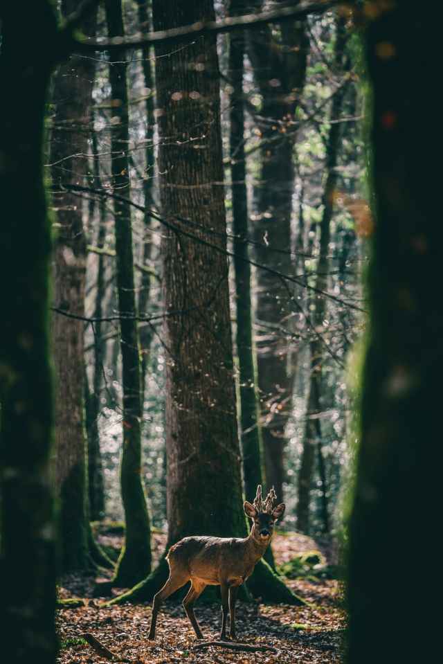 deer in the middle of the forest
